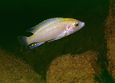 Labidochromis caeruleus 'Lundu'